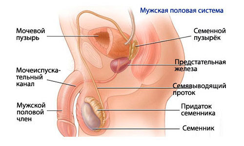 Лікування уретриту у чоловіків та його діагностика