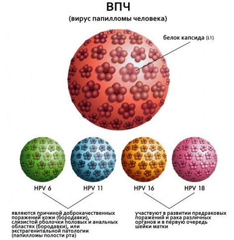 3 групи ВПЛ, у тому числі з високим онкогенних ризиком