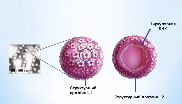 5 методів лікування ВПЛ 51 генотипу, особливо у жінок і чоловіків