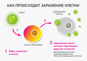 6 видів анальних кондилом, чим вони небезпечні для прямої кишки?