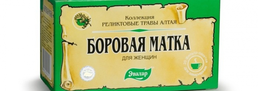 Борова матка. Лікувальні властивості і протипоказання