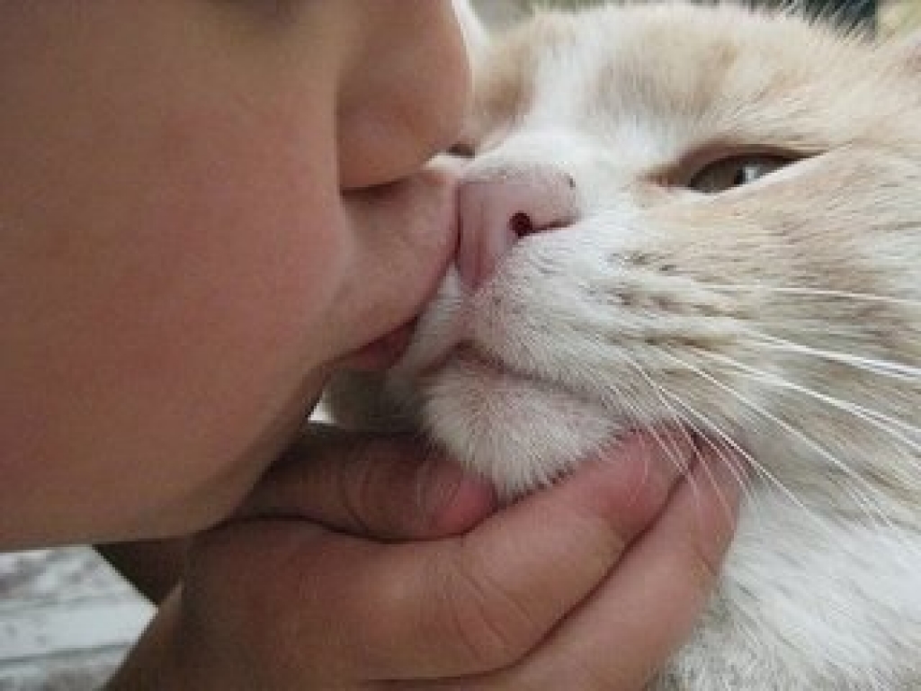 Котячий лишай або мікроспорія гладкої шкіри і волосистої частини голови – стадії, симптоми, лікування