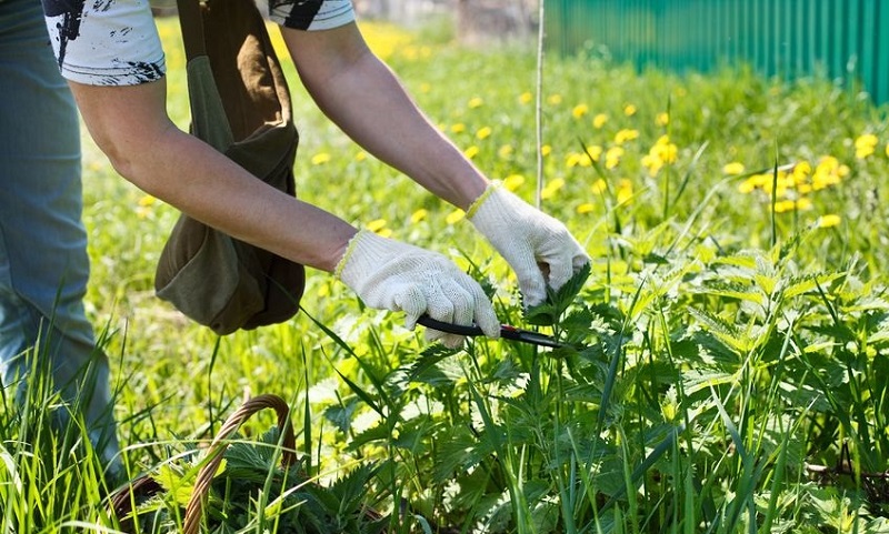 Народні засоби, ліки, мазі для лікування контагіозного молюска
