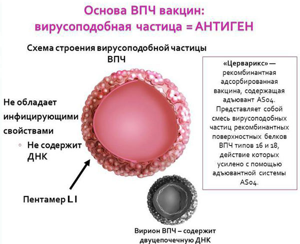 Щеплення від ВПЛ — ефективно вона і як зробити?