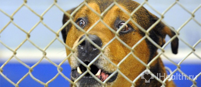 Що робити, якщо вкусив собака: перша допомога, симптоми сказу і наслідки