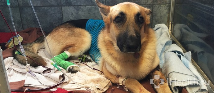 Що робити, якщо вкусив собака: перша допомога, симптоми сказу і наслідки