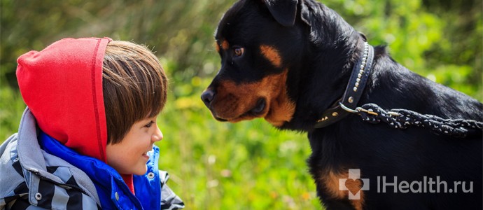 Що робити, якщо вкусив собака: перша допомога, симптоми сказу і наслідки