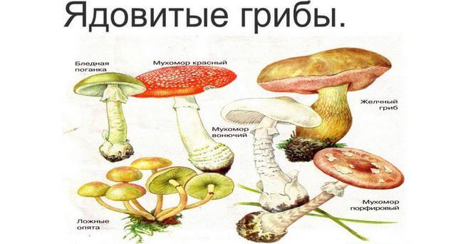 Що таке токсичний гепатит і чим він відрізняється від вірусного? | Код за МКХ 10