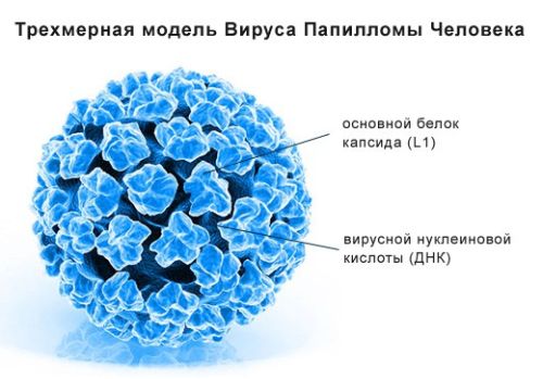 Вірус папіломи людини у немовлят і дітей старшого віку. Як уникнути зараження?
