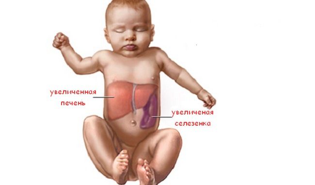 Які норми здорової печінки: її вага, розмір і структура?